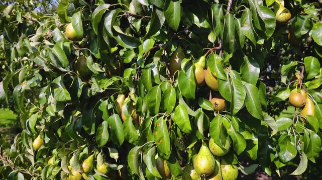 Conference pear tree in a garden on a Polish countryside, 4k video