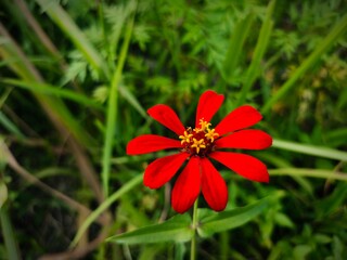 Single Layer Red Zinnia Flower in Wild Green Meadow Background