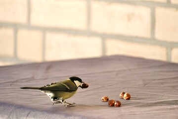 Kohlmeise pickt Haselnüsse © harderpeter9
