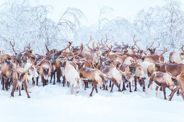 A herd of reindeer wanders through a snowy forest. © lizavetta