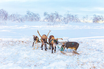 Fototapeta premium A team of reindeer with a sleigh in the snowy tundra.
