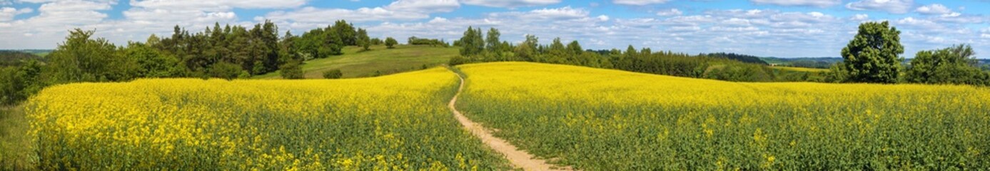 Naklejka premium Field rapeseed canola colza Brassica napus path way