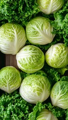 Fototapeta premium Freshly Harvested Belgian Endive Display, Showcasing Elegant Cream and Green Tapered Cabbage Heads