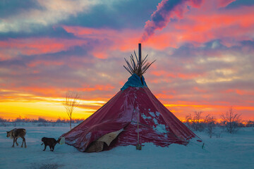 Reindeer and dog near a chum, the traditional home of Nenets reindeer herders, at sunset. © lizavetta