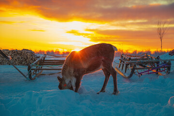 A lone reindeer near a chum, the traditional home of Nenets reindeer herders, at sunset. © lizavetta