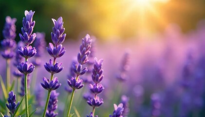 Fototapeta premium A tranquil scene of lavender blossoms bathed in soft sunlight, evoking serenity and spiritual connection Perfect for meditation, aromatherapy, and wellness themes , relaxation, aromatherapy