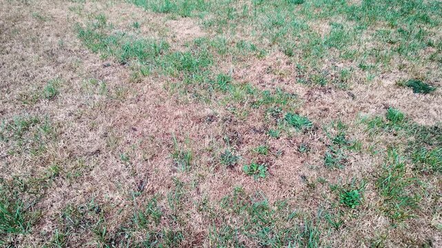 Bad condition lawn in Poland