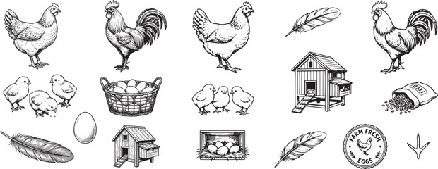 Hand-drawn illustrations of chickens, eggs, and farm elements   © Iry