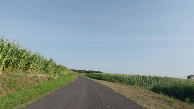 POV driving in france with sweetcorn monoculture
