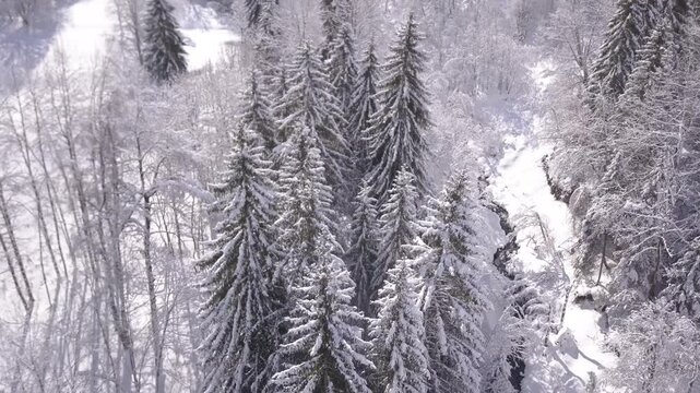 Paysage de montagne en hiver, for&ecirc;t enneig&eacute; 