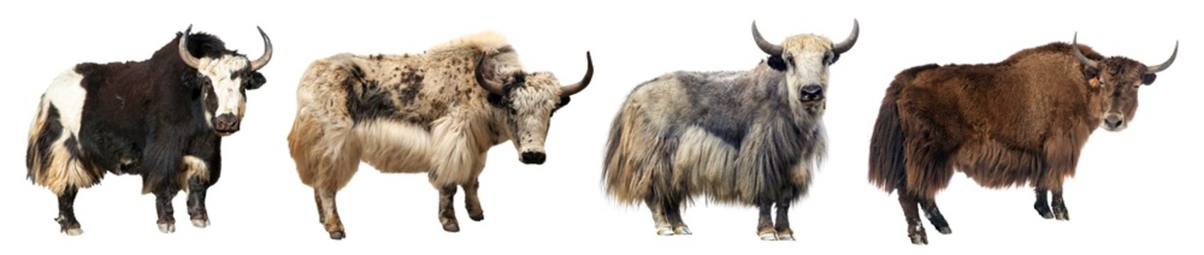 Yak four different yaks isolated Bos mutus grunniens