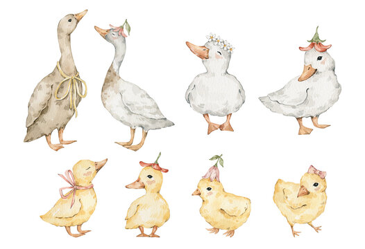 Cute watercolor goose, ducks with flowers, ducklings, chicks, farm birds