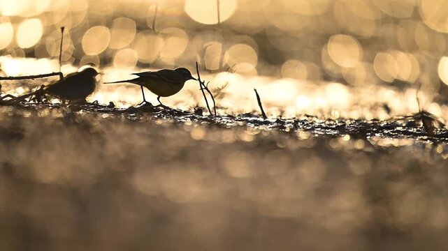 A pair of Common Wagtails is captured in a stunning backlit scene at sunset, actively darting and hovering to catch small insects in the warm evening glow.