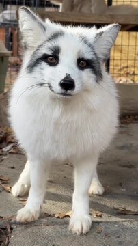 Adorable silver fox with white fur and black markings standing on concrete