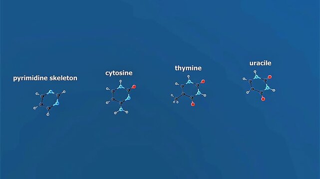 Pyrimidine.