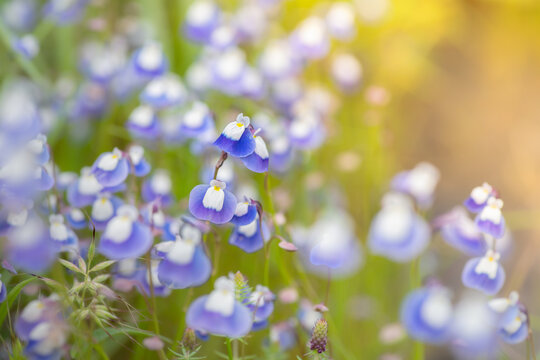 Blue bladderwort flowers fully bloomed on the western ghats plateau during monsoon rainy season.