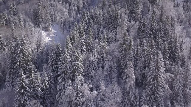 Paysage de montagne en hiver, for&ecirc;t enneig&eacute; 