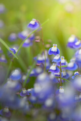 Blue Bladderwort fully bloomed on western ghats plateau of Maharashtra during monsoon rainy season.