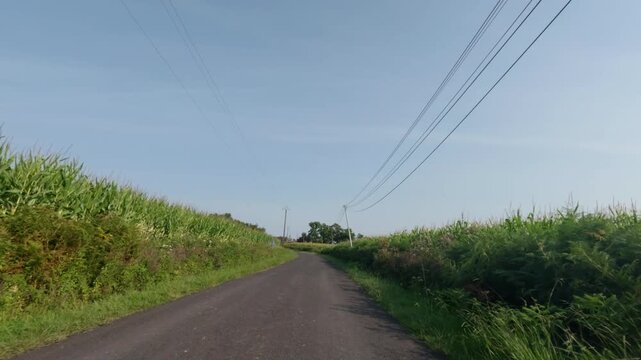 Rural region in france with corn monocropping