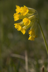 Fototapeta premium Cowslips (Primula veris) in Spring meadow above Walenstadt, Sankt Gallen