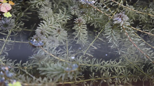 timelapse of oxygen bubble rise from green algae,photosynthesis organism made oxygen air gap and glucose from chlorophyll absorbs light and reacts with carbon dioxide gas and water.
