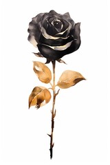 Black color rose flower plant white background.