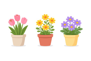 Fototapeta premium Three potted plants with colorful flowers, including tulips, daisies, and asters