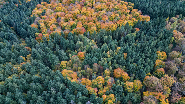 Mixed woodland in late autumn, seen from above