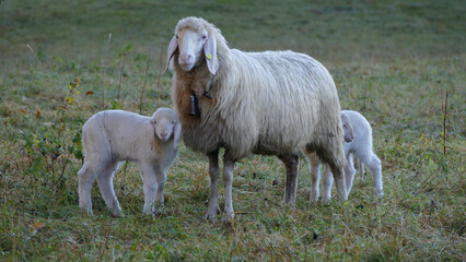 Obraz premium Sheep with lambs on a meadow