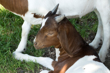 Herd of goats on a meadow