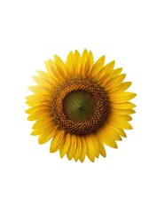 Obraz premium Isolated single bright yellow sunflower head in full bloom against a stark, clean background, emphasizing the texture and symmetry of the petals, agriculture, beautiful, gold