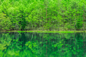 Obraz premium 長野県 御射鹿池の水面に映る新緑