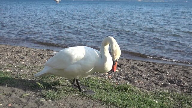 Beautiful white swan on the lake Bracciano, Italy