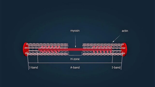 3D animation showing actin and myosin interaction during skeletal muscle contraction and movement.