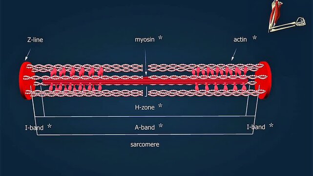Animated 3d model of actin and myosin in skeletal muscles illustrating muscle contraction and structure