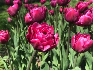 Fototapeta premium Beautiful blooming pink tulips create a joyful scene in a vibrant spring garden filled with nature’s colors
