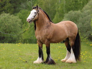 Obraz premium Tinker horse with a beautiful mane in summer green meadow 