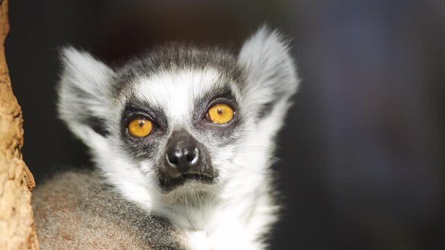 4K slow motion extreme close-up of a lemur with bright yellow eyes. Detailed portrait of a primate looking around.