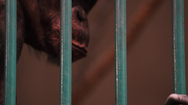 4K slow motion close-up of a monkey holding bars in a zoo cage. Sad primate behind metal bars looking like prison.