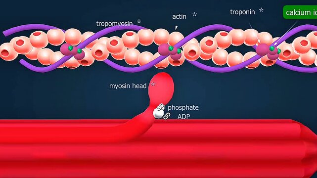 Animated molecular movement of skeletal muscles with labeled myosin heads and calcium ions
