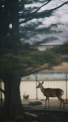 Obraz premium Deer wildlife outdoors animal.