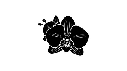 Elegant black orchid silhouette on white background
