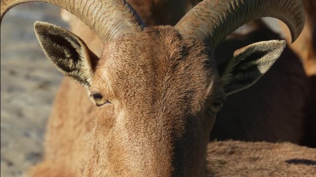 4K slow motion close-up of a Barbary sheep head. Detailed portrait of the desert mammal featuring its curved horns, large ears, and sandy-colored fur.