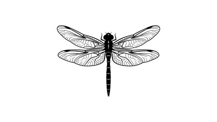Detailed dragonfly in black and white line art on white background