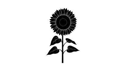 Detailed sunflower silhouette with leaves on white background