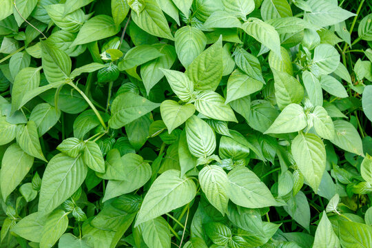Vibrant green leaves of the Asystasia gangetica plant growing in