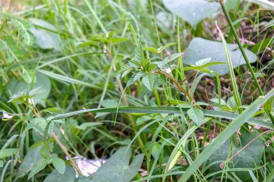 Small Cleome rutidosperma plant featuring delicate white flowers