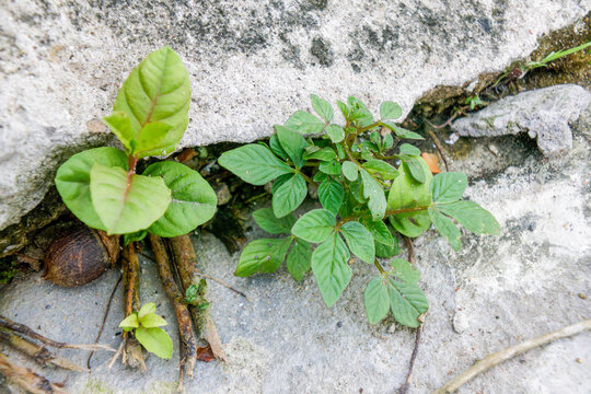 A small Cleome rutidosperma plant growing from a crack in the pa