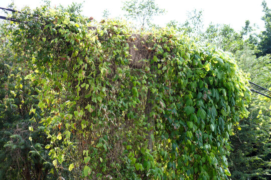 Lush climbing vines completely covering an old urban utility pol