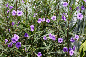 Obraz premium Vibrant purple Ruellia flowers blooming on a lush bush, representing nature's serenity and botanical beauty in a sunny garden setting.